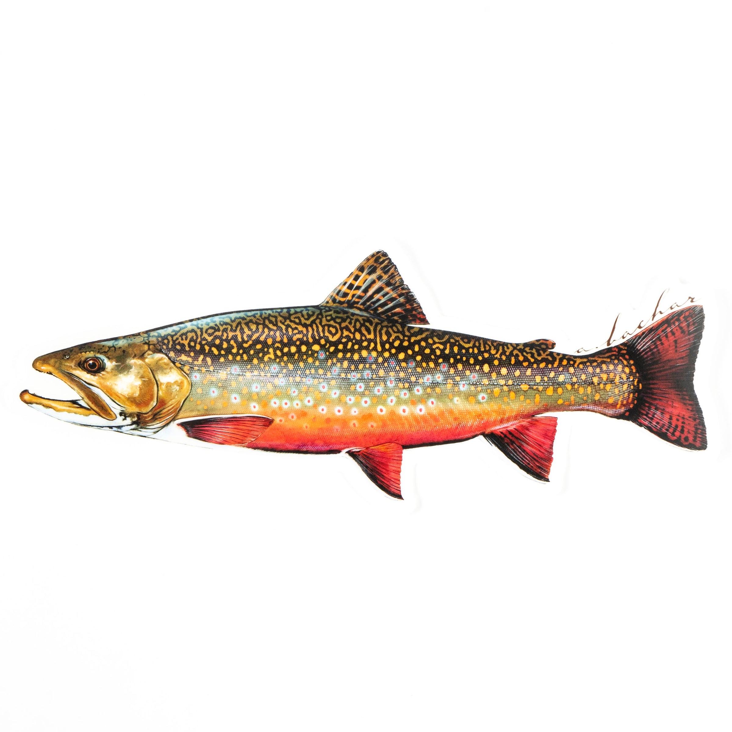 Brook ブルック　Cutthroat Trout Sweat L Brook ブルック Cutthroat Trout Sweat L Brook ブルック